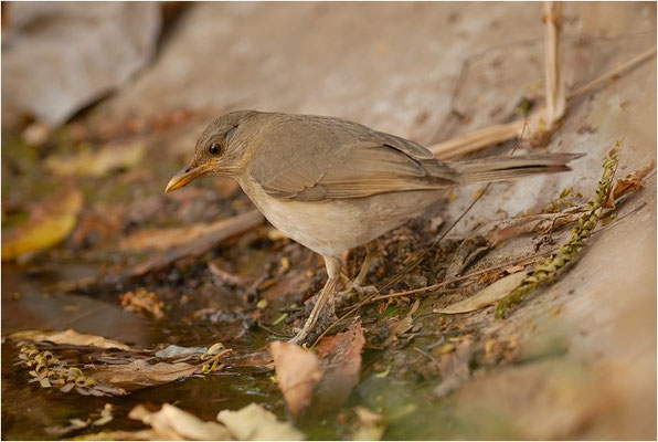Afrikadrossel, African trush, Turdus pelios