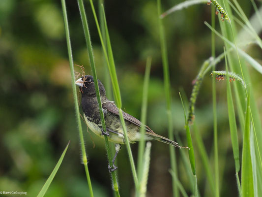 GELBBAUCHPFÄFFCHEN, YELLOW-BELLIED SEEDEATER - SPOROPHILA NIGRICOLLIS