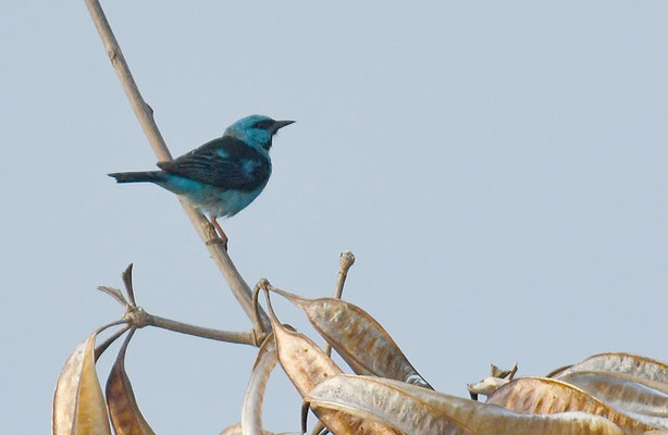 Blaukopfpitpit, Blue dacnis, dacnis cayana