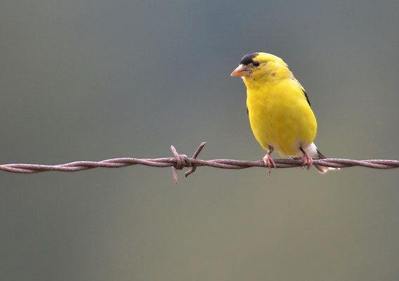 GOLDZEISIG, AMERICAN GOLDFINCH, CARDUELIS TRISTIS
