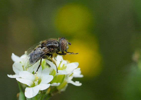 MATTE SCHWARZKOPFSCHWEBFLIEGE, MELANOSTOMA SCALARE