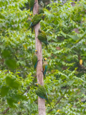 Rotbauchara, Red-bellied Macaw - Orthopsittaca manilatus