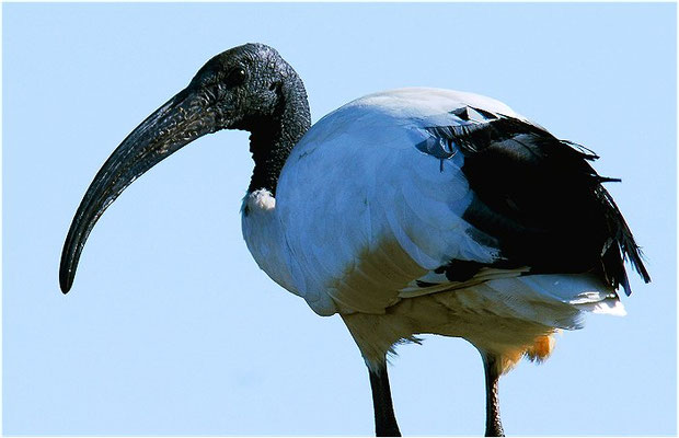HEILIGER IBIS, SACRD IBIS,  THRESKIORNIS AETHIOPICUS