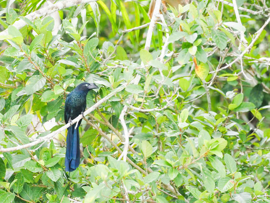 Riesenani, Greater Ani - Crotophaga major