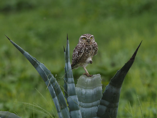 KANINCHENEULE, BURROWING OWL - ATHENE CUNICULARIA