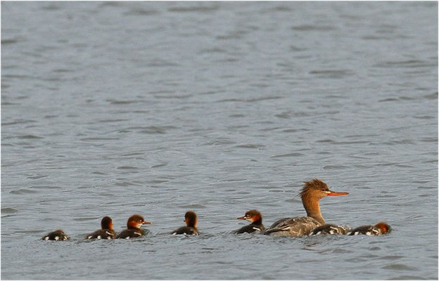 MITTELSÄGER, RED-BREASTED MERGANSER, MERGUS SERRATO