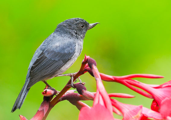 EINFARB-HAKENSCHNABEL, SLATY FLOWERPIERCER, DIGLOSSA PLUMBEA