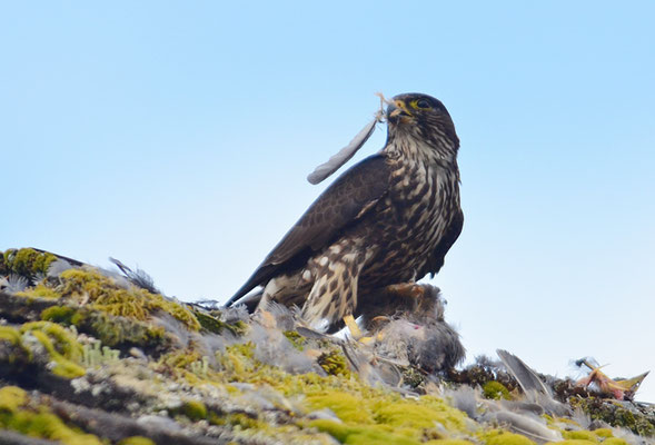 WANDERFALKE, PEREGRINE FALCON, FALCO PEREGRINUS
