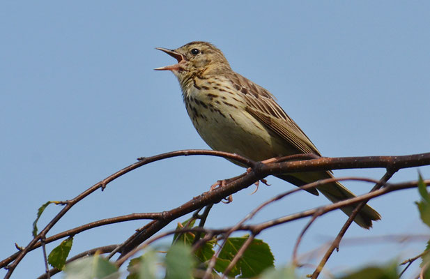 BAUMPIEPER, TREE PIPIT, ANTHUS TRIVIALIS