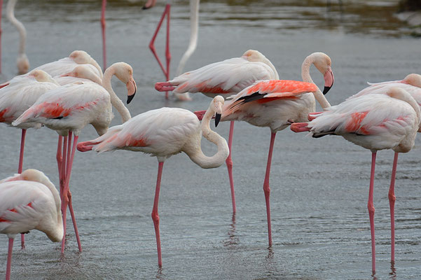 ROSAFLAMINGO, GREATER FLAMINGO, PHOENICOPTERUS ROSEUS