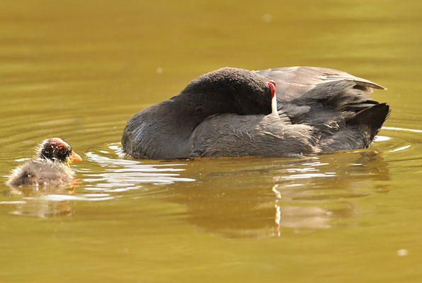 KAMMBLÄSSRALLE, RED-KNOBBED COOT, FULICA CRISTATA