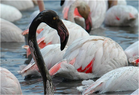 ROSAFLAMINGO, FLAMINGO, PHOENICOPTERUS ROSEUS