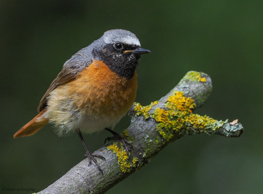 GARTENROTSCHWANZ, COMMON REDSTART, PHOENICURUS PHOENICURUS