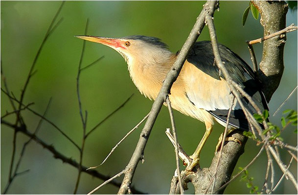 ZWERGDOMMEL, LITTLE BITTERN, IXOBRYCHUS MINUTUS