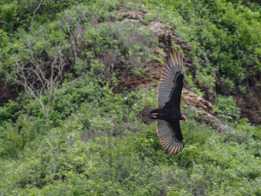 Truthahngeier, Turkey Vulture - Cathartes aura