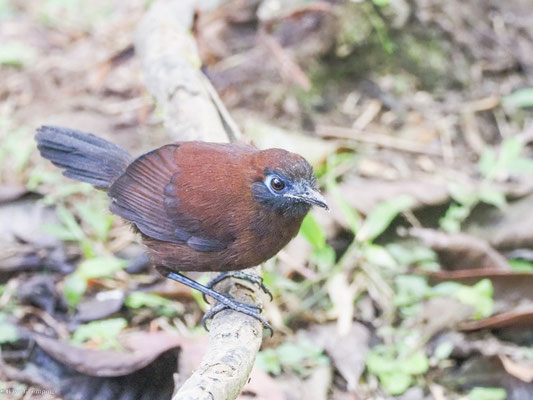 Zeledons Ameisenvogel, Zeledon´s Antbird - Myrmeciza zeledoni