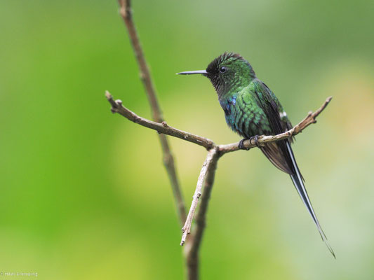 Grüne Fadenelfe, Green Thorntail - Discosura conversii