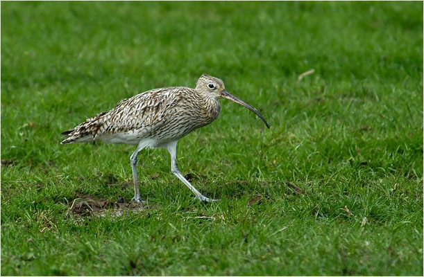 BRACHVOGEL, EURASIAN CURLEW, NUMENIUS ARQUATA