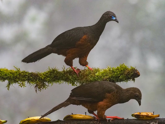 SICHELGUAN, SICKLE-WINGED GUAN - CHAMAEPETES GOUDOTII