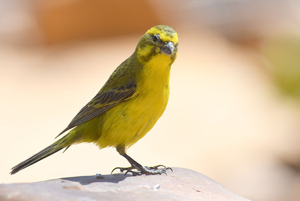 SCHWEFELGIRLITZ, BRIMSTONE CANARY, CRITHAGRA SULPHURATA