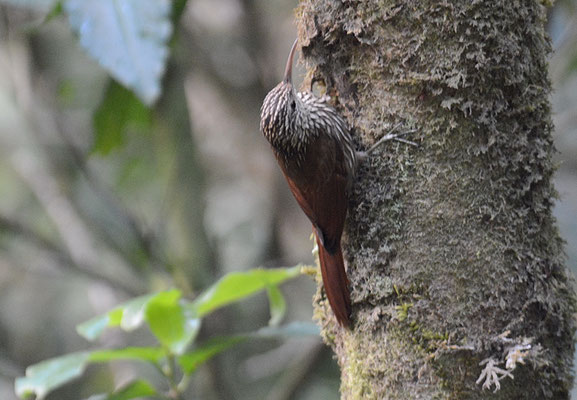 LANZETTSTRICHEL-BAUMSTEIGER, STREAK-HEADED WOODCREEPR, LEPIDOCOLAPTES SOULEYETII