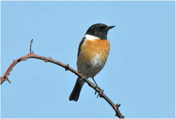SCHWARZKEHLCHEN, STONECHAT, SAXICOLA TORQUATUS