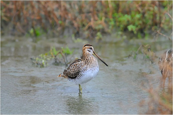 BEKASSINE, COMMON SNIPE, GALLINAGO GALLINAGO