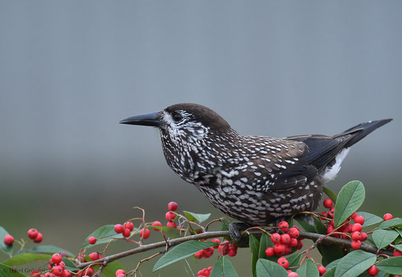 TANNENHÄHER, NUTCRACKER, NUCIFRAGA CARYOCATACTES