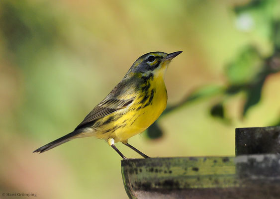 ROSTSCHEITEL-WALDSÄNGER, PRAIRIE WARBLER, DENDROICA DISCOLOR