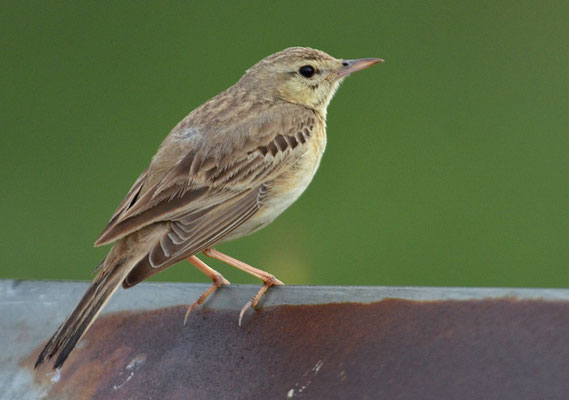 BRACHPIEPER, TAWNY PIPIT, ANTHUS CAMPESTRIS
