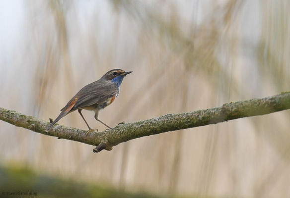 BLAUKEHLCHEN, BLUETHROAT, LUSCINIA SVECICA