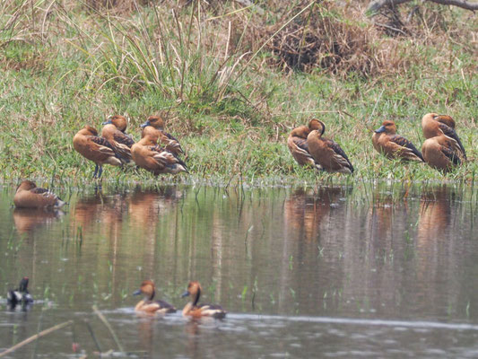 Gelbe Pfeifgans, Fulvous Whistling-Duck - Dendrocygna bicolor