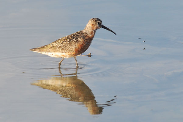 SICHELSTRANDLÄUFER, CURLEW SANDPIPER, CALIDRIS FERRUGINEA