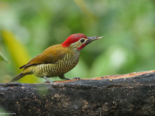 OLIVMANTELSPECHT, GOLDEN-OLIVE WOODPECKER -COLAPTES RUBIGINOSUS