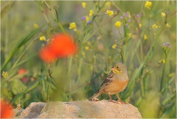 ORTOLAN, ORTOLAN BUNTING, EMBERIZA HORTULANA