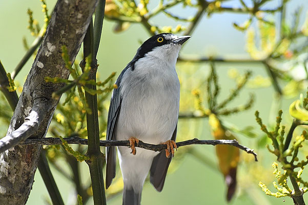 SCHWARZKAPPENTANGARE, HOODED TANAGER, NEMOSIA PILEATA