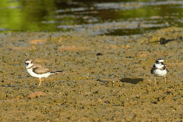 Amerikanischer Sandregenpfeifer, Semipalmated plover, Charadrius semipalmatus