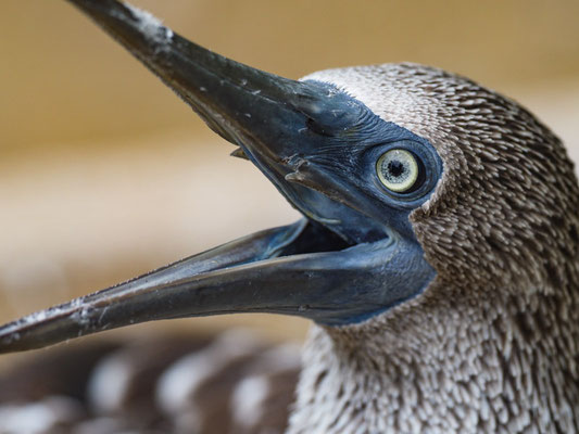 BLAUFUSSTÖLPEL, BLUE-FOOTED BOOBY - SULA NEBOUXII