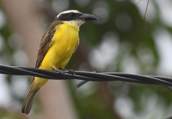 STARKSCHNABELMASKENTYRANN, BOAT-BILLED FLYCATCHER, MEGARHYNCHUS PITANGUA