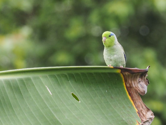 BLAUGENICK-SPERLINGSPAPAGEI, PACIFIC PARROTLET - FORPUS COELESTIS