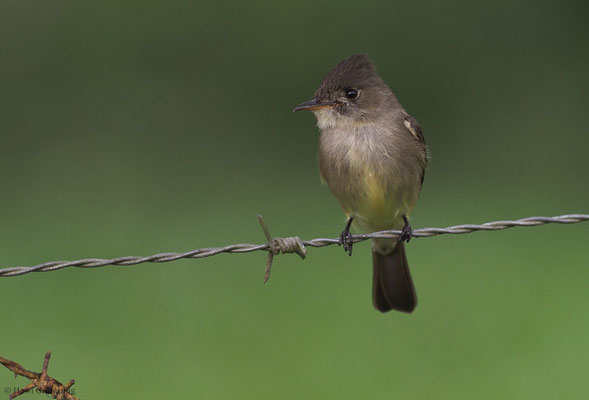 SÜDLICHER WALDSCHNÄPPERTYRANN, TROPICAL PEWEE, CONTOPUS CINEREUS