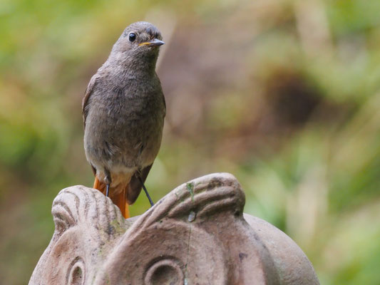 Hausrotschwanz, black redstart, phoenicurus ochruros
