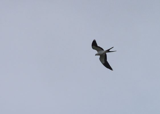 SCHWALBENWEIH, SWALLO-TAILED KITE, ELANOIDES FORFICATUS