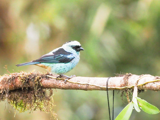 Schwarznackentangare, Metallic-green tanager - Tangara labradorides