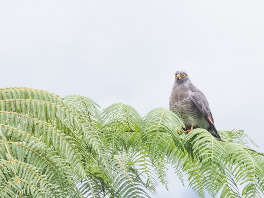 Wegebussard, Roadside Hawk - Rupornis magnirostris