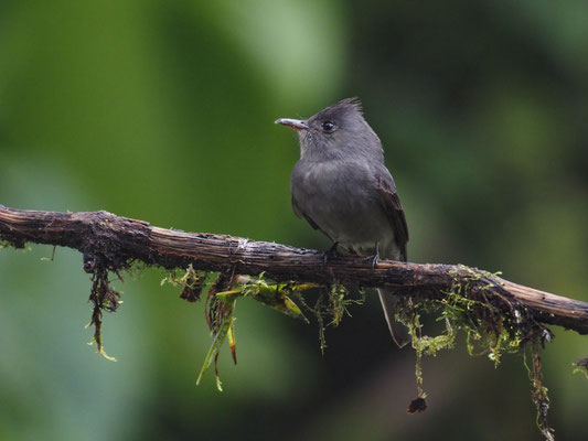 SCHIEFERTYRANN, SMOKE-COLORED PEWEE - CONTOPUS FUMIGATUS