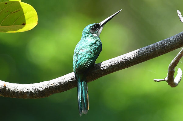ROTSCHWANZGLANZVOGEL (JACAMAR), RUFOUS-TAILED JACAMAR, GALBULA RUFICAUDA