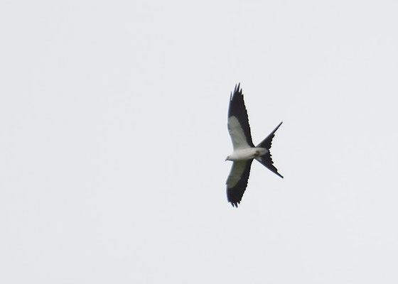 SCHWALBENWEIH, SWALLO-TAILED KITE, ELANOIDES FORFICATUS