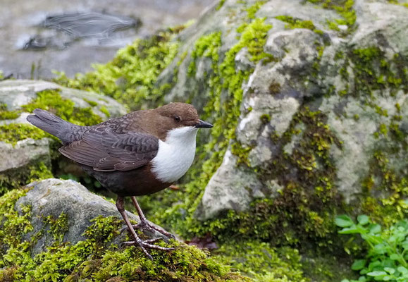 WASSERAMSEL, DIPPER, CINCLUS CINCLUS