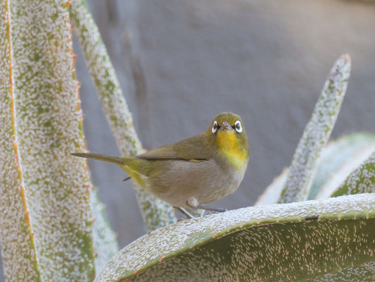 KAPBRILLENVOGEL, CAPE WHITE-EYE, ZOSTEROPS CAPENSIS